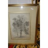 NORWICH SCHOOL "Study of trees", pencil, unsigned,