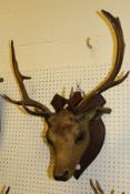 A stuffed and mounted Red Deer stag's head with antlers on shield shaped mount