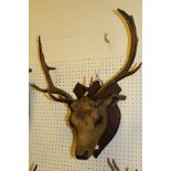 A stuffed and mounted Red Deer stag's head with antlers on shield shaped mount