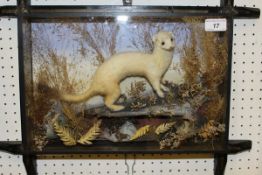 A stuffed and mounted Ermine in naturalistic setting and picture frame display case