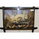A stuffed and mounted Ermine in naturalistic setting and picture frame display case
