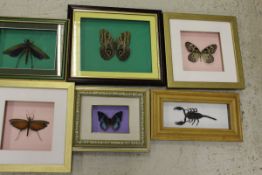 Six various cases of butterflies and insects