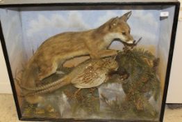 A stuffed and mounted Fox with Cock Pheasant prey in naturalistic setting and glass fronted display
