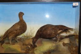 A stuffed and mounted pair of Grouse in naturalistic setting and glass fronted display case