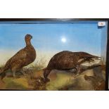 A stuffed and mounted pair of Grouse in naturalistic setting and glass fronted display case