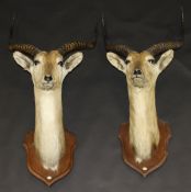 A pair of stuffed and mounted Lechwe or Marsh Antelope heads with horns on oak shield shaped mounts,