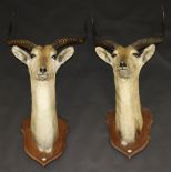 A pair of stuffed and mounted Lechwe or Marsh Antelope heads with horns on oak shield shaped mounts,
