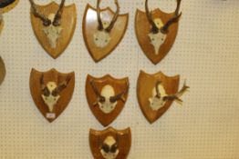 A collection of seven pairs of Roe Deer antlers mounted on light oak shields