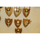 A collection of seven pairs of Roe Deer antlers mounted on light oak shields