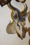 A stuffed and mounted Springbok head with horns by Rowland Ward, bearing label verso No'd.