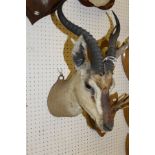 A stuffed and mounted Springbok head with horns by Rowland Ward, bearing label verso No'd.