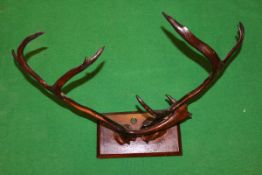 A pair of mounted Reindeer antlers on an oak rectangular mount