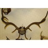 A set of ten point Red Deer antlers on shield shaped mount