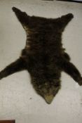 A mounted Brown Bear skin rug (no skull)