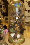 A stuffed and mounted collection of twelve exotic birds, various,