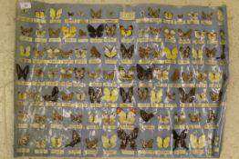 A Taiwanese butterfly identification poster inscribed "Butterfly specimens Made in Taiwan"