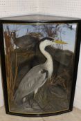 A stuffed and mounted Heron,