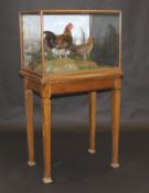 A stuffed and mounted pair of Red Jungle Fowl in naturalistic setting and five-sided glazed display