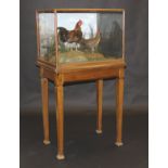 A stuffed and mounted pair of Red Jungle Fowl in naturalistic setting and five-sided glazed display