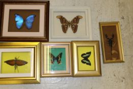 Six various cases of butterflies and insects