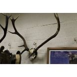 A pair of mounted ten point Red Deer antlers and a Christys' London "Impala" hat