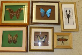 Six various cases of butterflies and insects