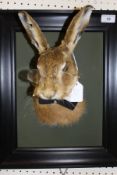 A stuffed and mounted Hare mask and fore end wearing glasses and wing collar,