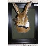 A stuffed and mounted Hare mask and fore end wearing glasses and wing collar,