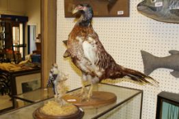 A stuffed and mounted Cock Pheasant on oval oak mount,