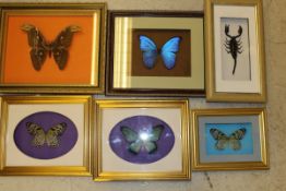 Six various cases of butterflies and insects