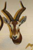 A stuffed and mounted Black Buck head with horns by Rowland Ward, bears label verso CONDITION