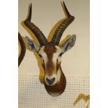 A stuffed and mounted Black Buck head with horns by Rowland Ward, bears label verso CONDITION