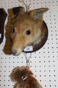 A stuffed and mounted Fox mask with brush on a circular oak plaque