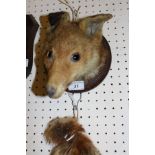 A stuffed and mounted Fox mask with brush on a circular oak plaque