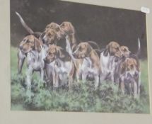 CATHERINE COOK "Fox hounds", colour print,