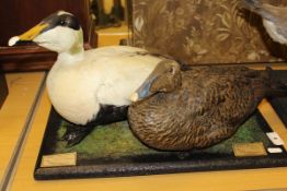 A stuffed and mounted pair of Pacific Eider Duck,