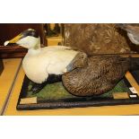 A stuffed and mounted pair of Pacific Eider Duck,