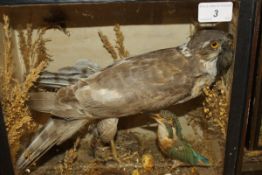 A stuffed and mounted Sparrowhawk with prey and kingfisher in a glass fronted display case