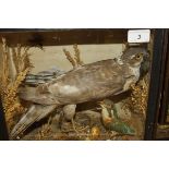 A stuffed and mounted Sparrowhawk with prey and kingfisher in a glass fronted display case