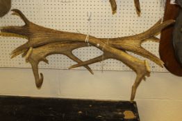 A pair of Red Deer antlers,