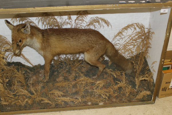 A stuffed and mounted Fox in naturalistic setting and glass fronted display case