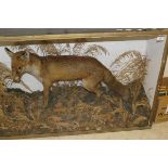 A stuffed and mounted Fox in naturalistic setting and glass fronted display case
