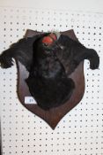 A stuffed and mounted Black Grouse mask with tail on shield shaped plaque