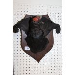 A stuffed and mounted Black Grouse mask with tail on shield shaped plaque