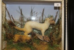 A stuffed and mounted Ermine with prey in naturalistic setting and three-sided glazed display case,