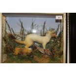 A stuffed and mounted Ermine with prey in naturalistic setting and three-sided glazed display case,