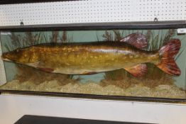 A Pike cast in naturalistic setting and three-sided glazed display case,