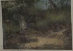 AFTER ARCHIBALD THORBURN "Spring - Partridges and Chicks", signed artist's proof,