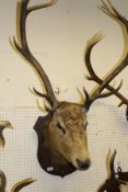 A stuffed and mounted Red Deer stag's head with twelve point antlers on an oak shield shaped mount