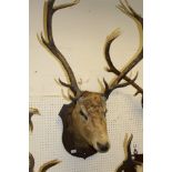 A stuffed and mounted Red Deer stag's head with twelve point antlers on an oak shield shaped mount